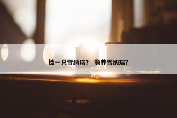 捡一只雪纳瑞？ 领养雪纳瑞？