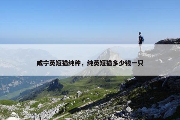 咸宁英短猫纯种，纯英短猫多少钱一只