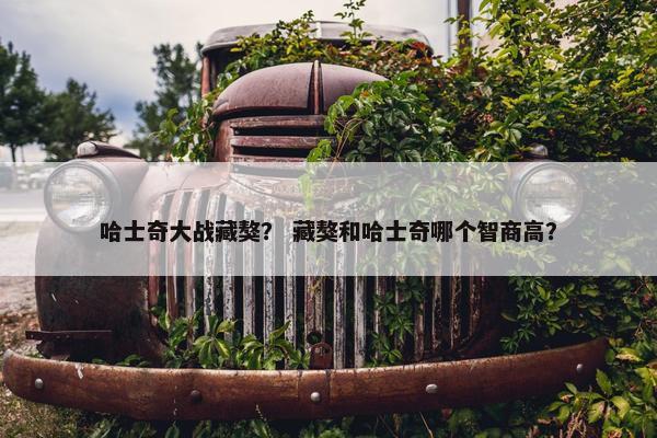 哈士奇大战藏獒？ 藏獒和哈士奇哪个智商高？