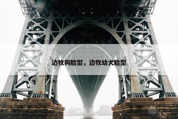 边牧狗脸型，边牧幼犬脸型