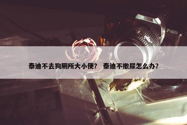 泰迪不去狗厕所大小便？ 泰迪不撒尿怎么办？