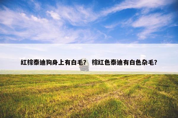红棕泰迪狗身上有白毛？ 棕红色泰迪有白色杂毛？
