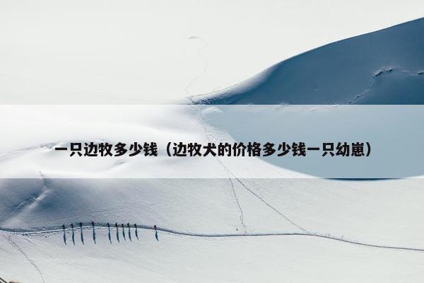 一只边牧多少钱（边牧犬的价格多少钱一只幼崽）