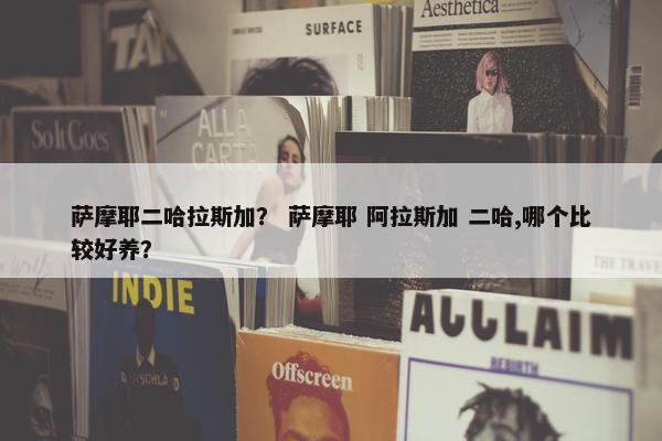 萨摩耶二哈拉斯加？ 萨摩耶 阿拉斯加 二哈,哪个比较好养？