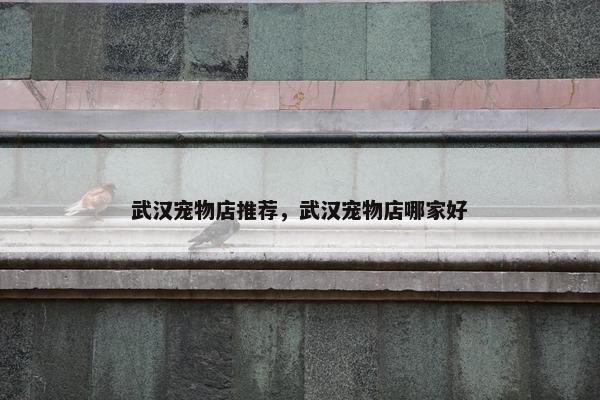 武汉宠物店推荐，武汉宠物店哪家好