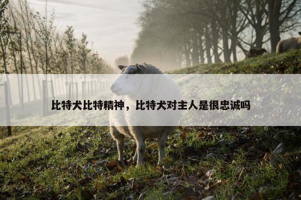 比特犬比特精神，比特犬对主人是很忠诚吗