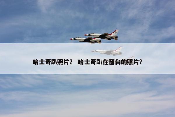 哈士奇趴照片？ 哈士奇趴在窗台的照片？