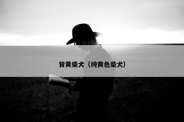 背黄柴犬（纯黄色柴犬）