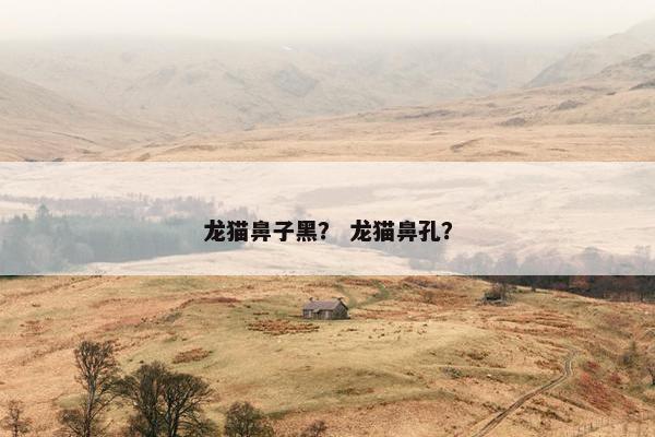 龙猫鼻子黑？ 龙猫鼻孔？