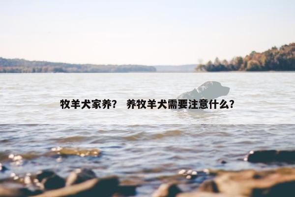 牧羊犬家养？ 养牧羊犬需要注意什么？