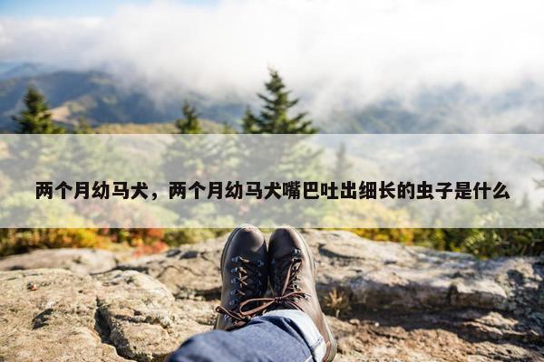 两个月幼马犬，两个月幼马犬嘴巴吐出细长的虫子是什么