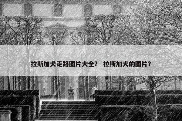 拉斯加犬走路图片大全？ 拉斯加犬的图片？