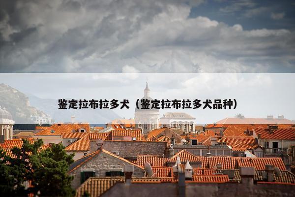鉴定拉布拉多犬（鉴定拉布拉多犬品种）