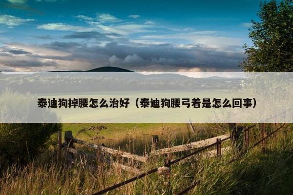 泰迪狗掉腰怎么治好（泰迪狗腰弓着是怎么回事）
