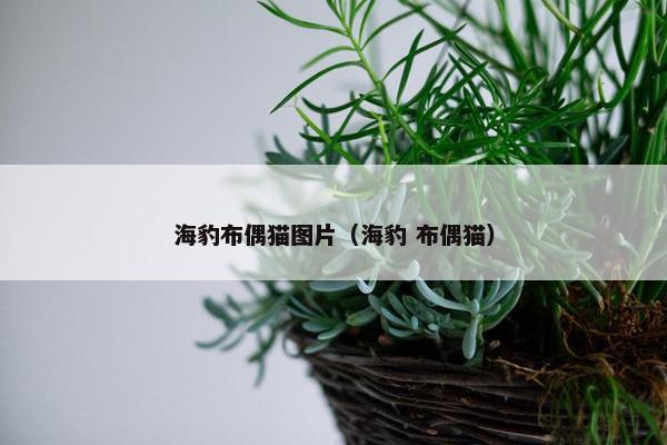 海豹布偶猫图片（海豹 布偶猫）