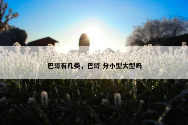 巴哥有几类，巴哥 分小型大型吗
