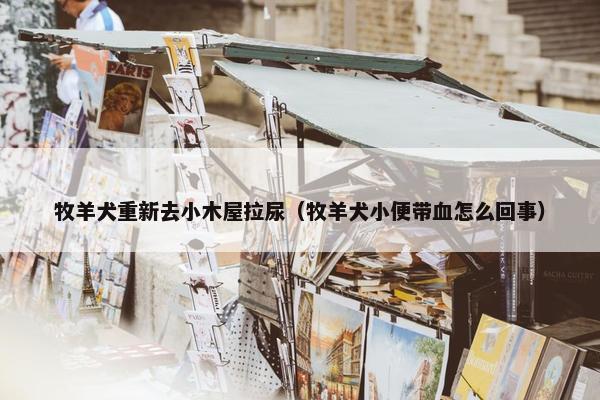 牧羊犬重新去小木屋拉尿（牧羊犬小便带血怎么回事）