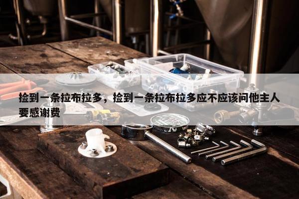 捡到一条拉布拉多，捡到一条拉布拉多应不应该问他主人要感谢费