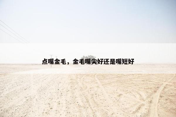 点嘴金毛，金毛嘴尖好还是嘴短好