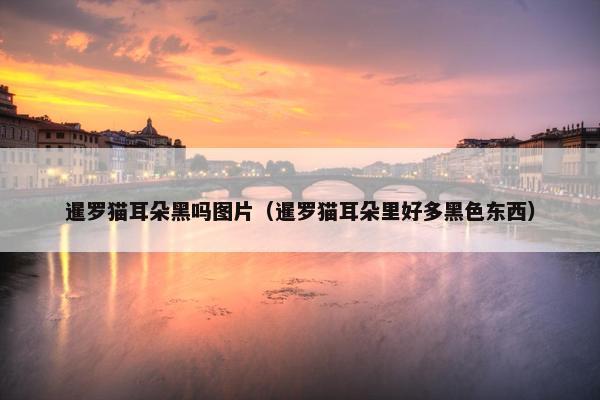 暹罗猫耳朵黑吗图片（暹罗猫耳朵里好多黑色东西）
