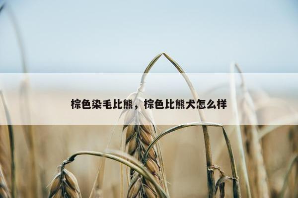 棕色染毛比熊，棕色比熊犬怎么样