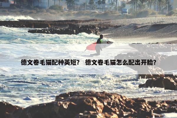 德文卷毛猫配种英短？ 德文卷毛猫怎么配出开脸？