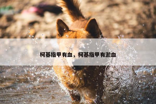 柯基指甲有血，柯基指甲有淤血