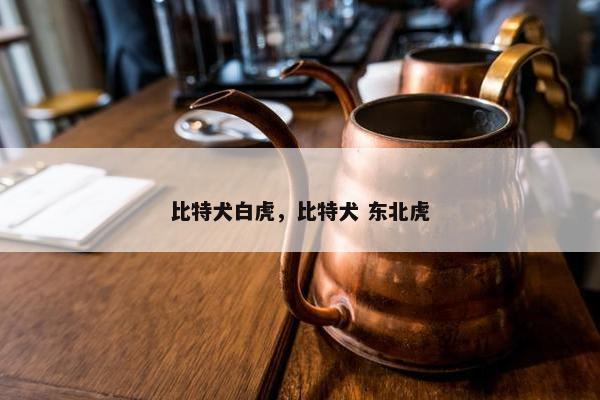 比特犬白虎，比特犬 东北虎
