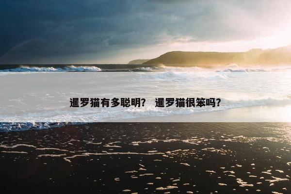 暹罗猫有多聪明？ 暹罗猫很笨吗？