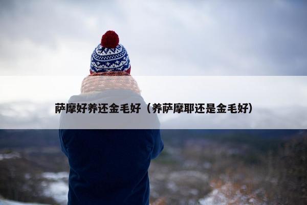萨摩好养还金毛好（养萨摩耶还是金毛好）