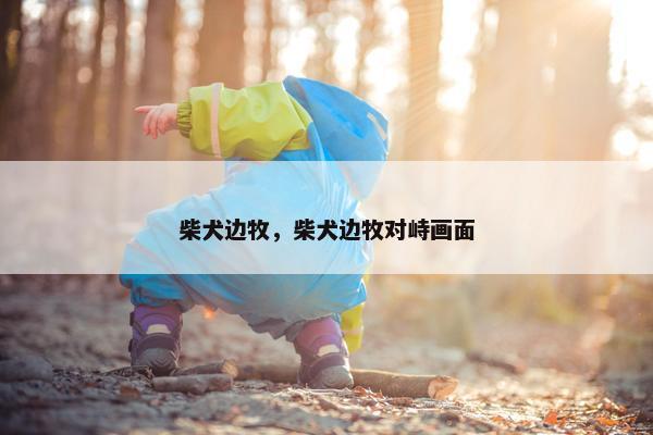 柴犬边牧，柴犬边牧对峙画面