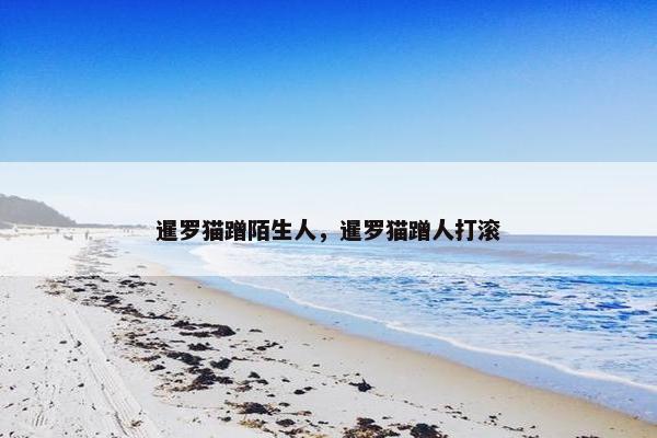 暹罗猫蹭陌生人，暹罗猫蹭人打滚