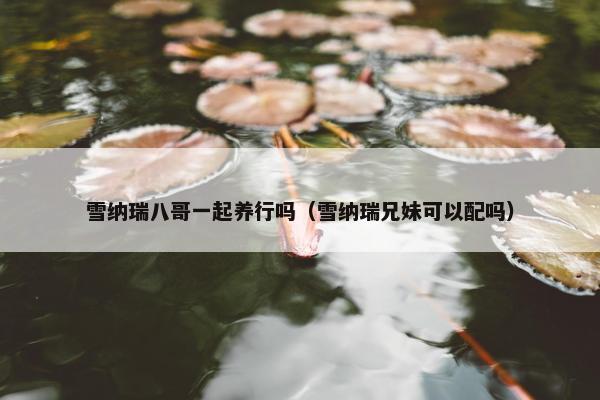 雪纳瑞八哥一起养行吗（雪纳瑞兄妹可以配吗）