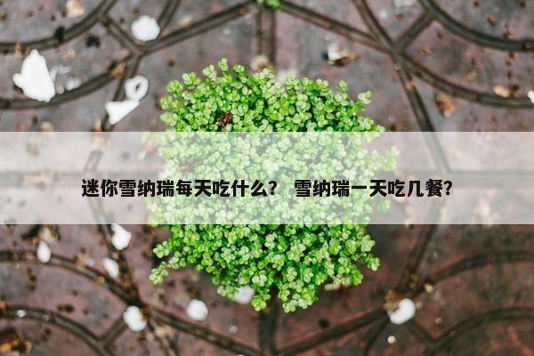 迷你雪纳瑞每天吃什么？ 雪纳瑞一天吃几餐？