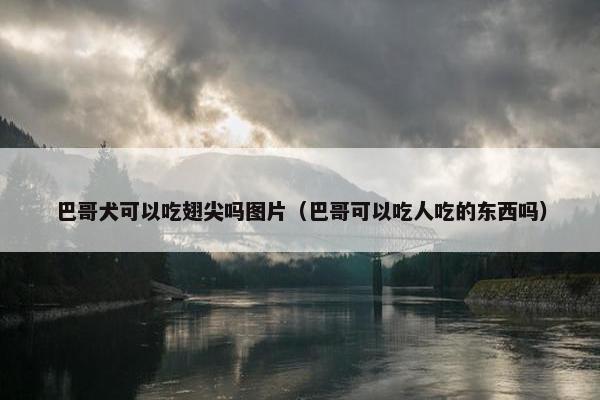 巴哥犬可以吃翅尖吗图片（巴哥可以吃人吃的东西吗）