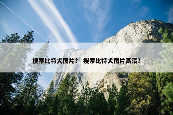 搜索比特犬图片？ 搜索比特犬图片高清？