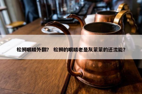 松狮眼睛外翻？ 松狮的眼睛老是灰蒙蒙的还流能？