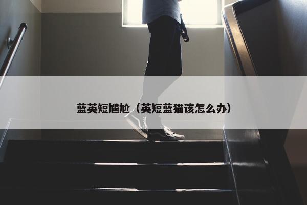 蓝英短尴尬（英短蓝猫该怎么办）