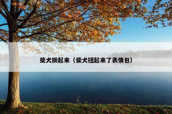 柴犬撅起来（柴犬扭起来了表情包）