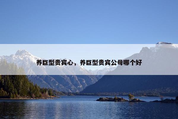 养巨型贵宾心，养巨型贵宾公母哪个好