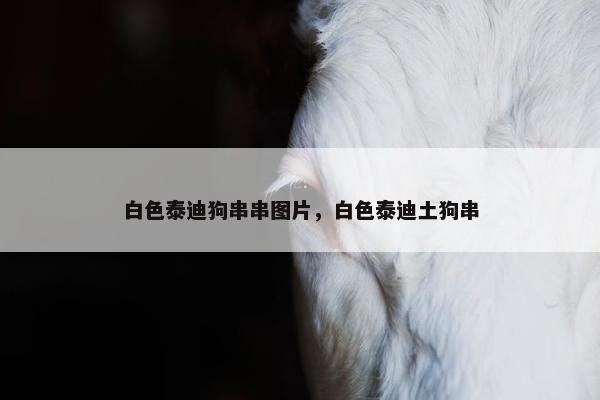 白色泰迪狗串串图片，白色泰迪土狗串