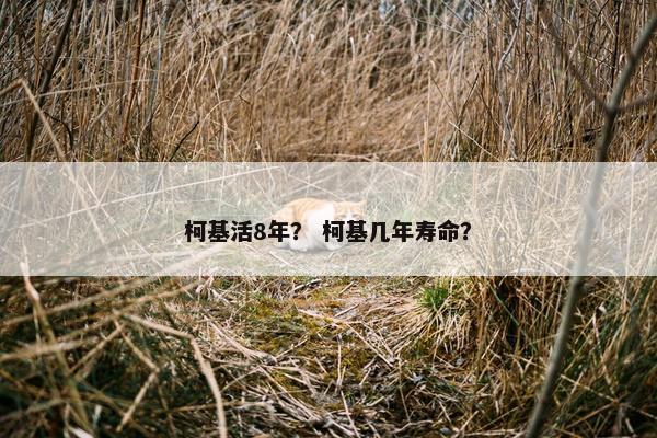柯基活8年？ 柯基几年寿命？