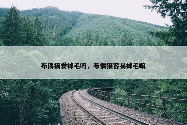 布偶猫爱掉毛吗，布偶猫容易掉毛嘛