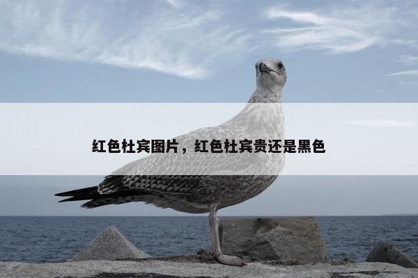 红色杜宾图片，红色杜宾贵还是黑色