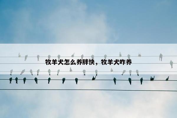 牧羊犬怎么养胖快，牧羊犬咋养