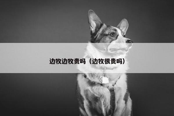 边牧边牧贵吗（边牧很贵吗）