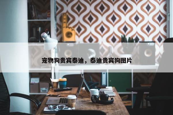 宠物狗贵宾泰迪，泰迪贵宾狗图片