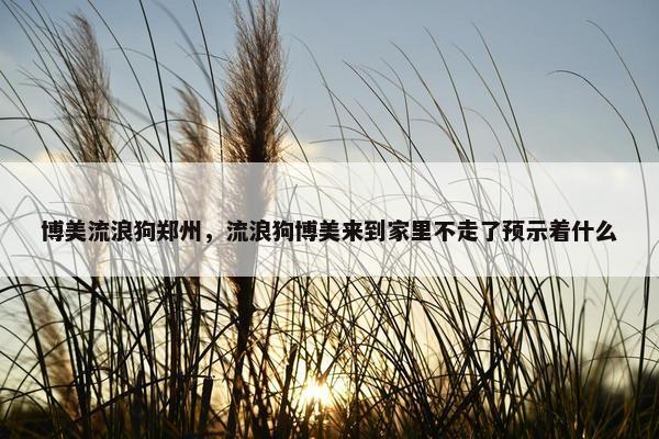 博美流浪狗郑州，流浪狗博美来到家里不走了预示着什么