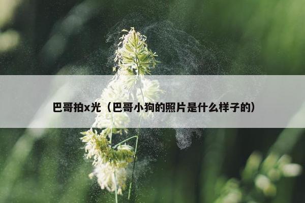巴哥拍x光（巴哥小狗的照片是什么样子的）