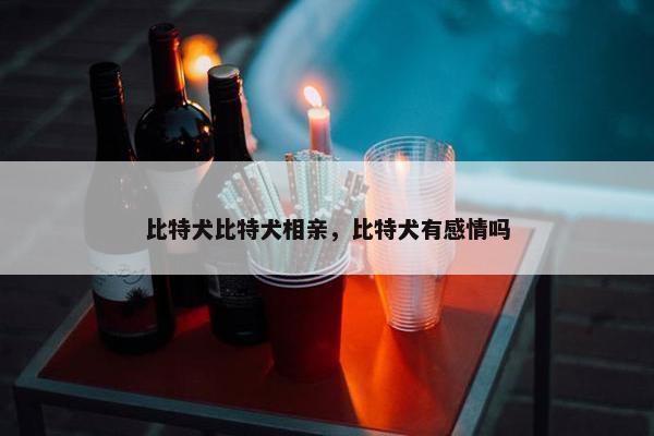 比特犬比特犬相亲，比特犬有感情吗